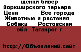 щенки бивер йоркширского терьера › Цена ­ 8 000 - Все города Животные и растения » Собаки   . Ростовская обл.,Таганрог г.